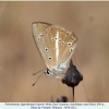 polyommatus ripartii altyagach male4